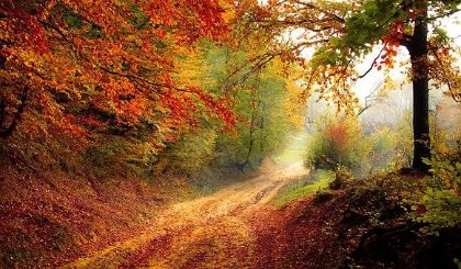 Sentiero Bosco